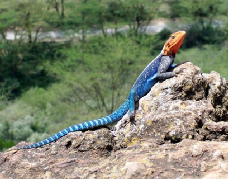 Red-headed Agama in mating garb