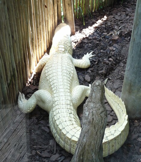 White Alligator