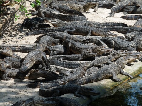 Pile of Gators