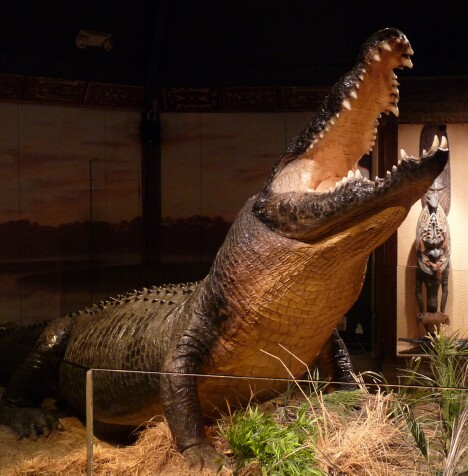 Gomek - Tha Saltwater Crocodile