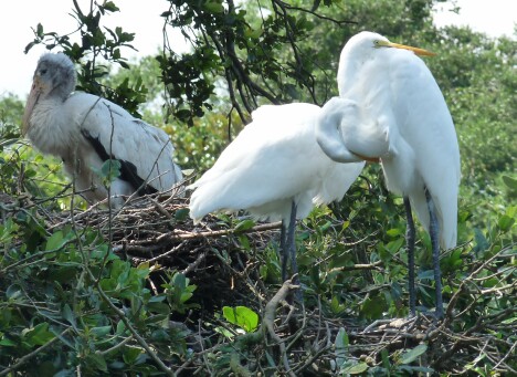 Nesting Egrets