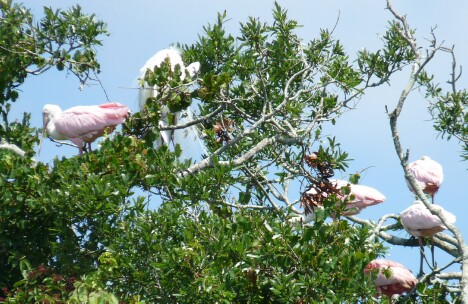 Nesting Roseate Spoonbills