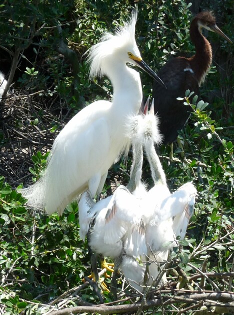 Snowy Egret and Hungry Chicks