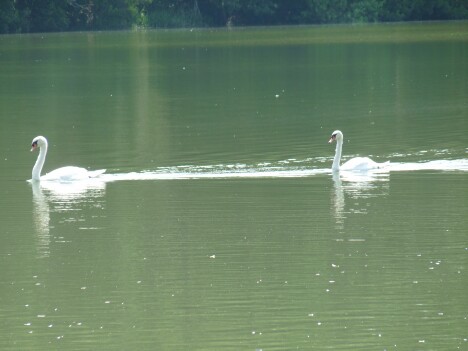 Swans a swimming!