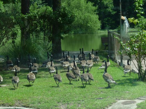 Geese a....walking