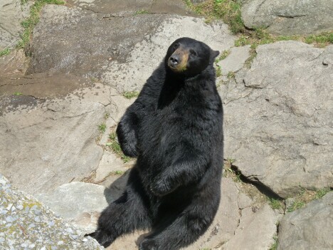 Bear 1
