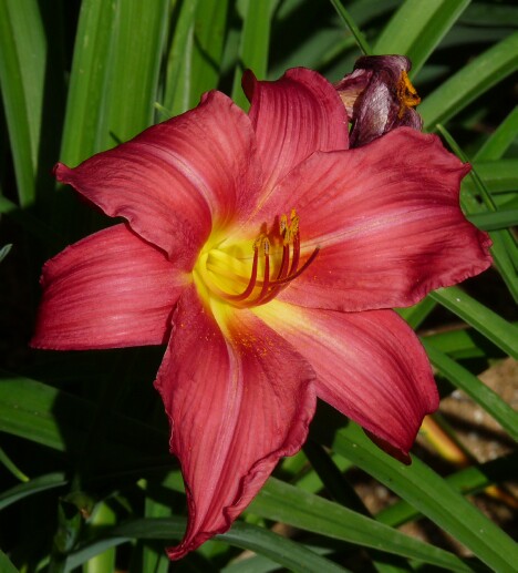 Day Lily 4