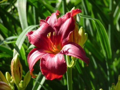 Day Lily 5