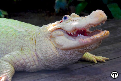 Leuistic White Alligator
