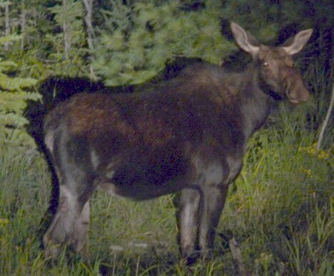 Moose 5