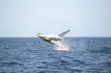 Whale Breaching 1