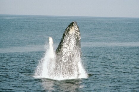 Whale Breaching 2
