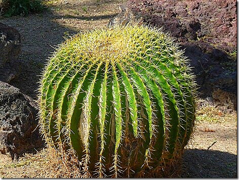 Cactus8