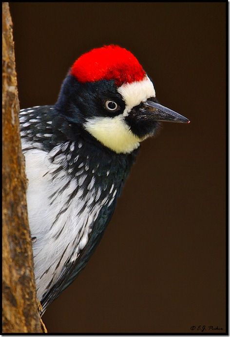 Acorn Woodpecker2