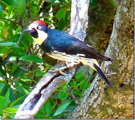 Acorn Woodpecker3
