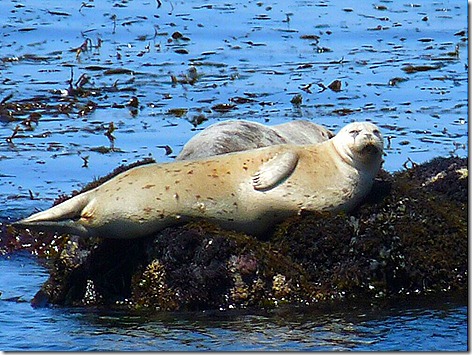 Monterey El Seal