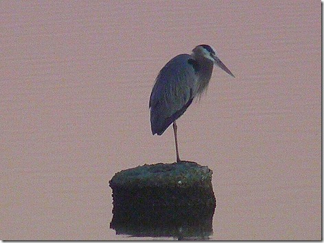 Boxing Day Great Blue Heron 2