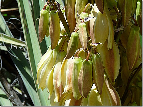 Banana Yucca 2