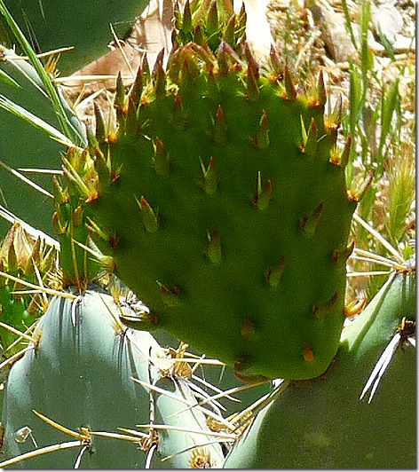 Cactus Sprout 2