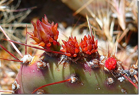 Cactus Sprout 3