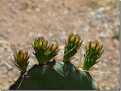 Cactus Sprout