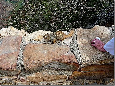 Canyon Squirrel 2