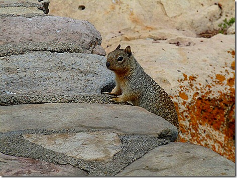 Canyon Squirrel 4