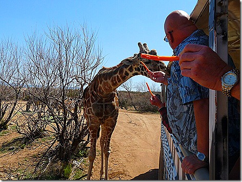 Giraffe Feeding 1