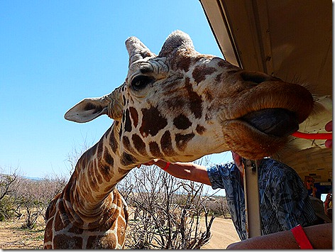 Giraffe Feeding 2