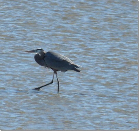 Great Blue Heron on Mudflat