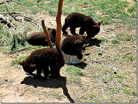 Bear Cubs 3