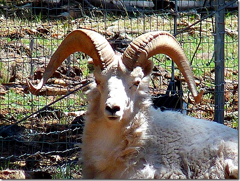 Big Horn Sheep 1