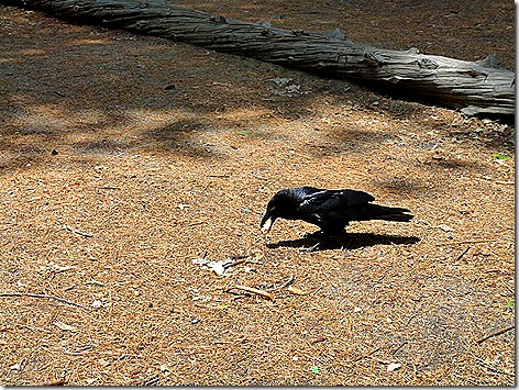 Yosemite Raven