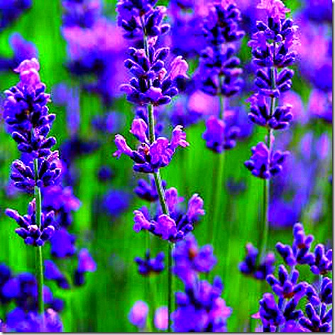 Lavender in Bloom 3