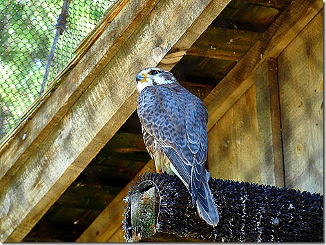 Praire Falcon