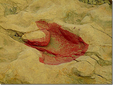 Allosaur Footprint