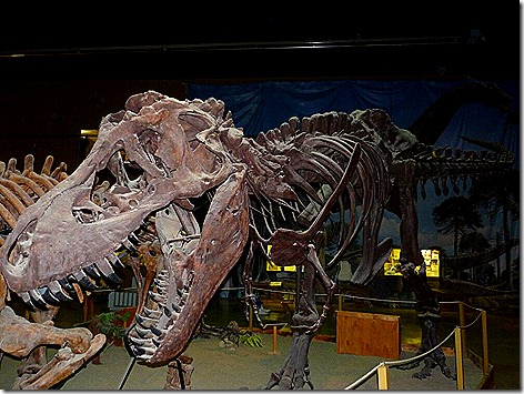 Dinosaur 6