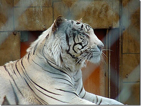 Royal White Bengal Tiger 3