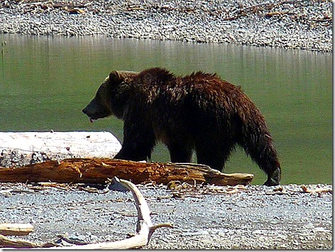 Yellowstone Bear 2