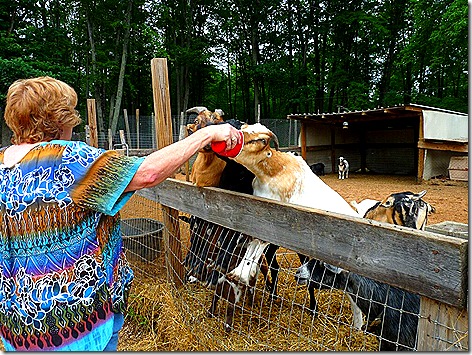 Jan Feeding Goat