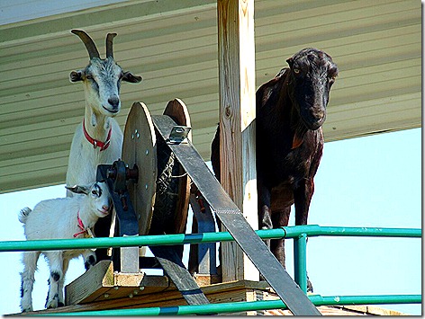 Goats on the Roof 1
