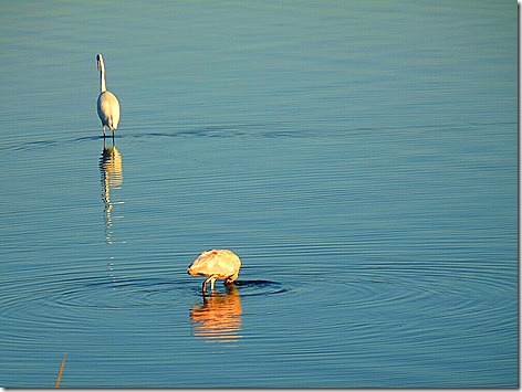 Egret and Spoonbill