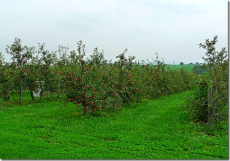 Amish Apples 1