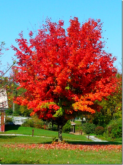 Hershey Tree Color