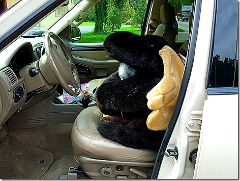 New Moose in Car