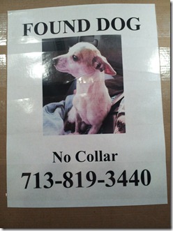 Found Dog Poster