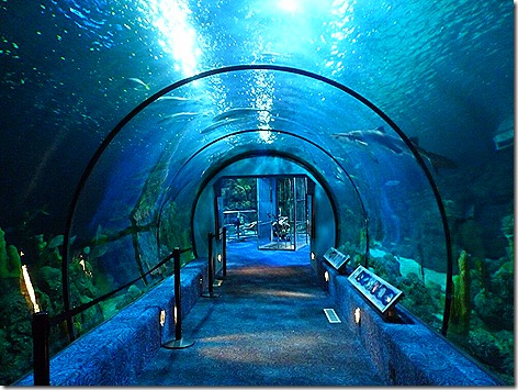 Moody Fish Tunnel