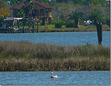 Pelican on Bayou2