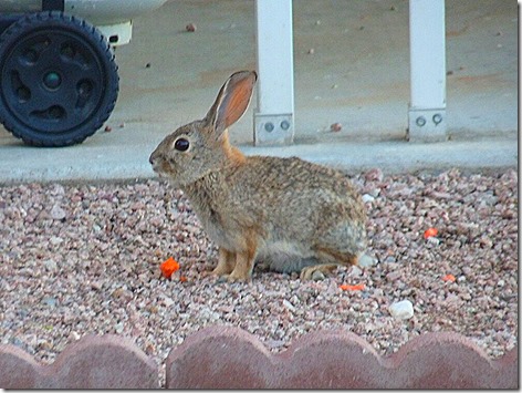 Cottontail 1
