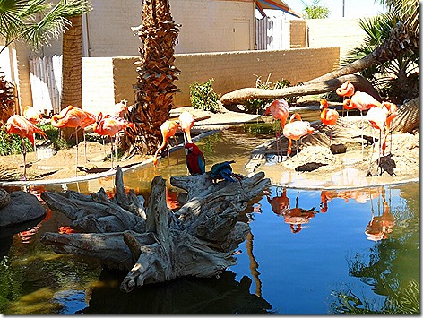 Flamingos WWZ